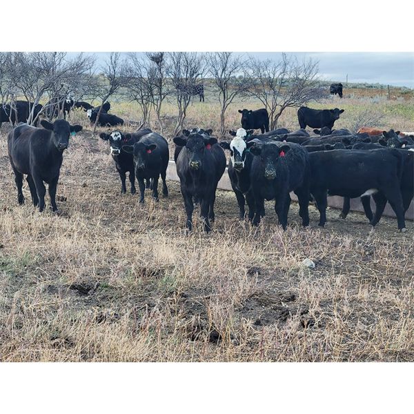 Bircham Ranch - 1030# Grass Heifers - 57 Head (Piapot, SK)