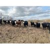Image 3 : Bircham Ranch - 1030# Grass Heifers - 57 Head (Piapot, SK)