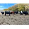 Image 5 : Bircham Ranch - 1030# Grass Heifers - 57 Head (Piapot, SK)