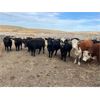 Image 6 : Bircham Ranch - 1030# Grass Heifers - 57 Head (Piapot, SK)