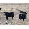 Image 2 : West Bench Colony - 640# Weaned Steer Calves - 260 Head (Piapot, SK)