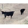 Image 3 : West Bench Colony - 640# Weaned Steer Calves - 260 Head (Piapot, SK)
