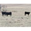 Image 4 : West Bench Colony - 640# Weaned Steer Calves - 260 Head (Piapot, SK)