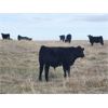 Image 5 : West Bench Colony - 640# Weaned Steer Calves - 260 Head (Piapot, SK)