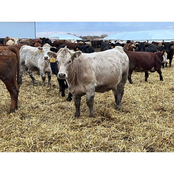 Brandt Boys Beef & Grain - 875# Yearling Heifers - 225 Head (Tolstoi, MB)