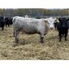 Image 3 : Brandt Boys Beef & Grain - 875# Yearling Heifers - 225 Head (Tolstoi, MB)