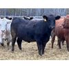 Image 4 : Brandt Boys Beef & Grain - 875# Yearling Heifers - 225 Head (Tolstoi, MB)
