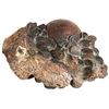 Image 1 : Massive clump of one large iron cannonball and 500+ English East India Co. copper X cash, 1808.