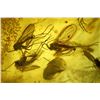 Image 2 : Baltic amber with preserved fly swarm (10+), approx. 44 million years old, from Kaliningrad, Russia.