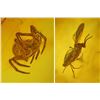 Image 2 : Baltic amber with preserved spider and fly, approx. 44 million years old, from Kaliningrad, Russia.