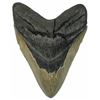 Image 1 : Megalodon (giant shark) tooth, Miocene era (approx. 2.6 to 15 million years old), found by divers of