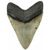 Image 2 : Megalodon (giant shark) tooth, Miocene era (approx. 2.6 to 15 million years old), found by divers of