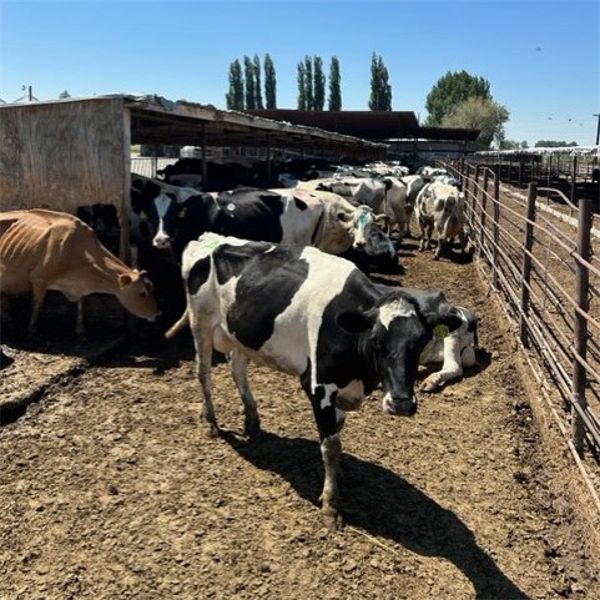 Idaho Dairies/Ranches - 54 Cows (Burley, ID)