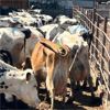 Image 3 : Idaho Dairies/Ranches - 54 Cows (Burley, ID)
