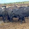 Image 2 : Idaho Dairies/Ranches - 24 Cows (Burley, ID)