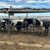 Image 5 : Idaho Dairies/Ranches - 24 Cows (Burley, ID)