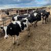 Image 1 : Idaho Dairies - 35 Cows (Burley, ID)
