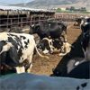 Image 1 : Idaho Dairies - 55 Cows & 2 Bulls (Burley, ID)