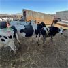 Image 3 : Idaho Dairies - 55 Cows & 2 Bulls (Burley, ID)