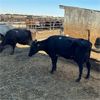 Image 4 : Idaho Dairies - 55 Cows & 2 Bulls (Burley, ID)