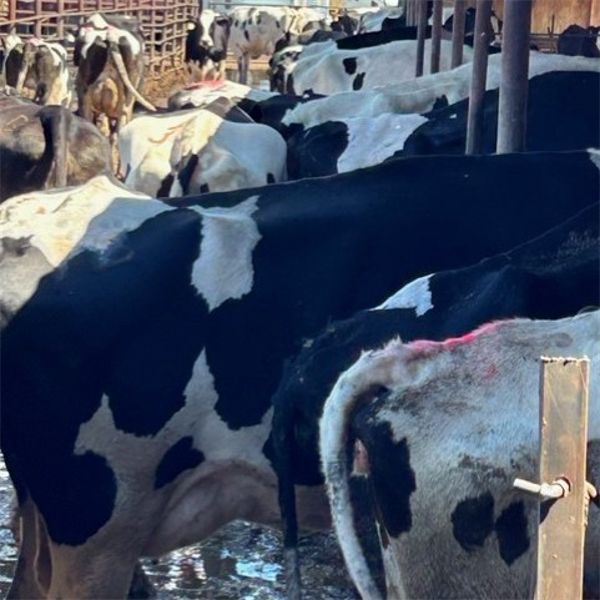 Idaho Dairies/Ranches - 40 Cows & 1 Bull (Burley, ID)