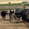 Image 3 : Idaho Dairies/Ranches - 40 Cows & 1 Bull (Burley, ID)