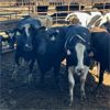 Image 1 : Idaho Dairies/Ranches - 50 Cows (Burley, ID)