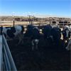 Image 2 : Idaho Dairies/Ranches - 50 Cows (Burley, ID)