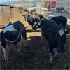 Image 3 : Idaho Dairies/Ranches - 50 Cows (Burley, ID)