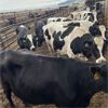 Image 2 : Idaho Dairies/Ranches - 30 Cows (Burley, ID)