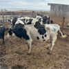 Image 3 : Idaho Dairies/Ranches - 30 Cows (Burley, ID)