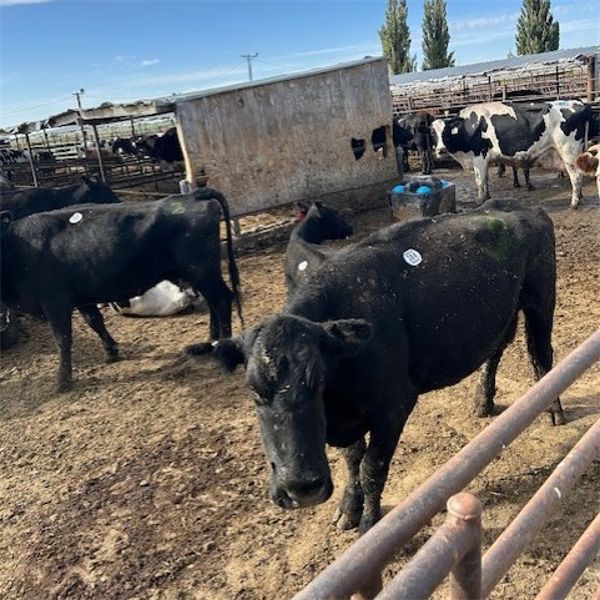 Idaho Dairies/Ranches - 36 Cows & 6 Bulls (Burley, ID)