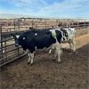 Image 2 : Idaho Dairies/Ranches - 36 Cows & 6 Bulls (Burley, ID)