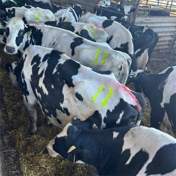 Idaho Dairies/Ranches - 45 Cows & 4 Bulls (Burley, ID)