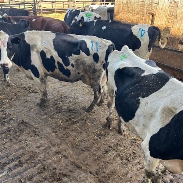 Idaho Dairies/Ranches - 47 Cows & 1 Bull (Burley, ID)