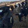 Image 2 : Idaho Dairies/Ranches - 47 Cows & 1 Bull (Burley, ID)
