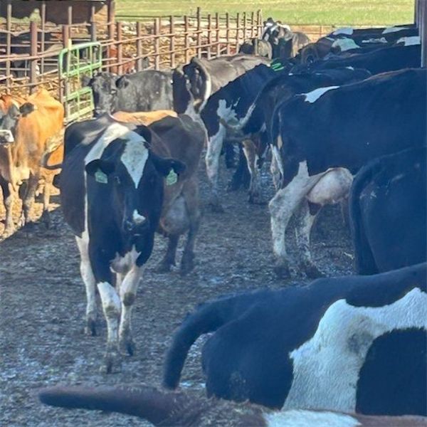 Idaho Dairies/Ranches - 95 Cows & 1 Bull (Burley, ID)