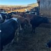 Image 2 : Idaho Dairies/Ranches - 95 Cows & 1 Bull (Burley, ID)
