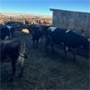 Image 4 : Idaho Dairies/Ranches - 95 Cows & 1 Bull (Burley, ID)