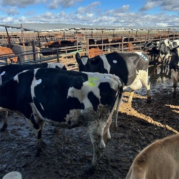Idaho Dairies/Ranches - 33 Cows & 2 Bulls (Burley, ID)