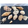 Image 2 : Assorted Seashells