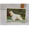 Image 2 : VINTAGE DOUBLE SIDED ANIMAL CARDS - DOG