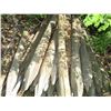 Image 2 : 30+ Fence Poles
