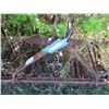 Image 4 : 3 Point Hitch Cultivator (7ft)