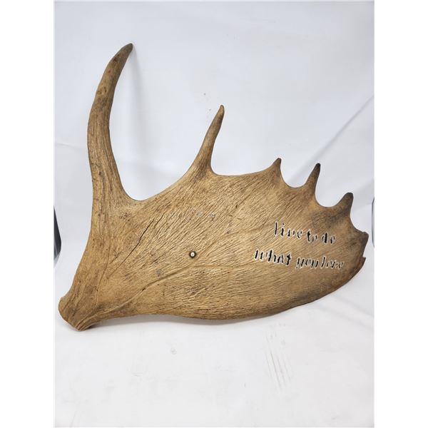 Moose Antler