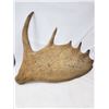 Image 1 : Moose Antler