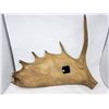 Image 2 : Moose Antler