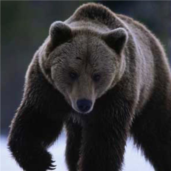 10-Day Alaskan Brown Bear Hunt for 1 Hunter