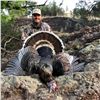 Image 2 : 3-Day Gould's Turkey Hunt for 1 Hunter in Mexico