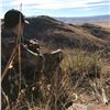 Image 3 : 5-Day Desert Mule Deer Hunt for 1 Hunter in Mexico